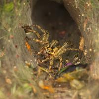 Labyrinth Spider in web 